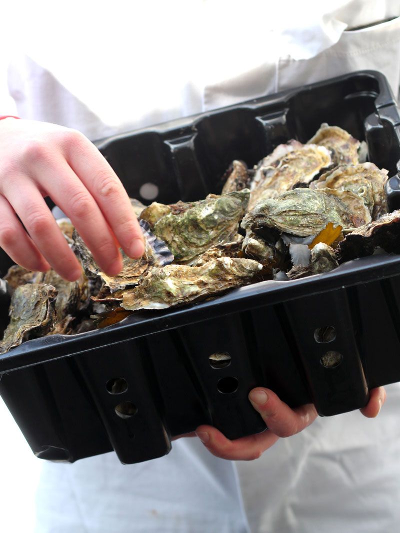 Fresh Atlantic Irish oysters being delivered