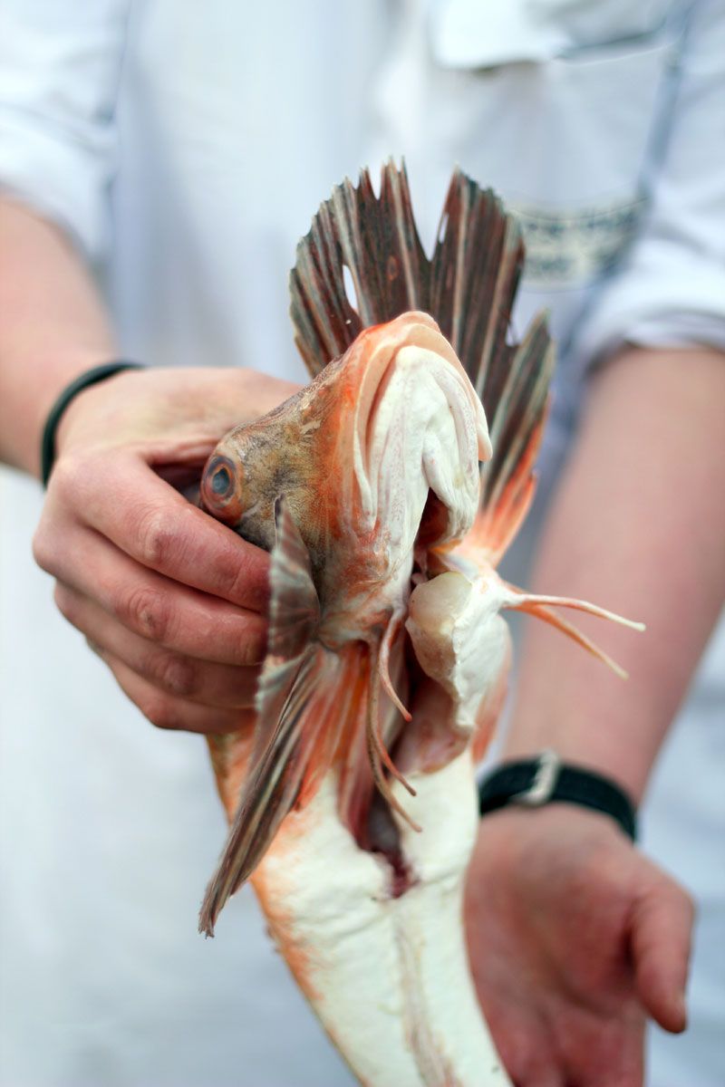 Beautiful pink gurnard fish, straight from the Atlantic