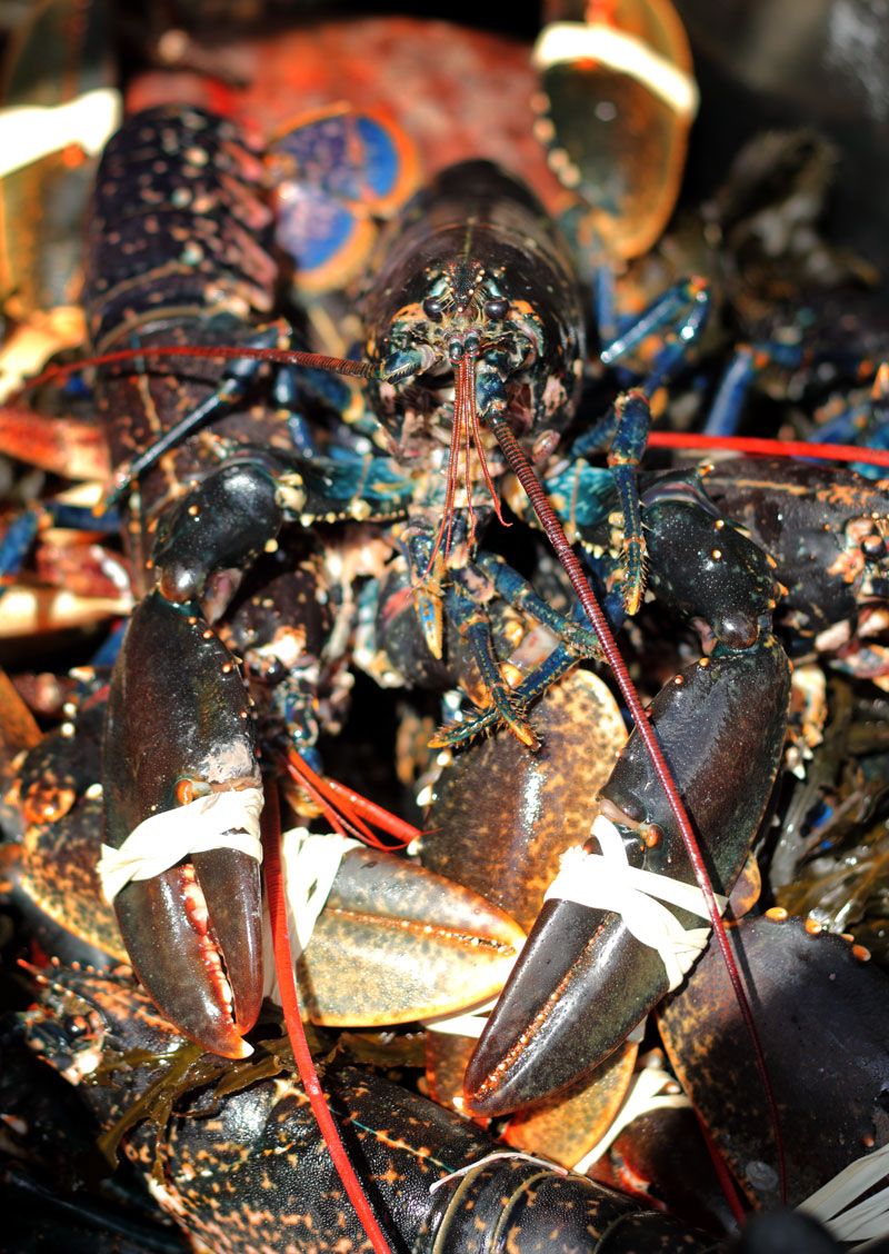 Fresh Doonbeg Lobster